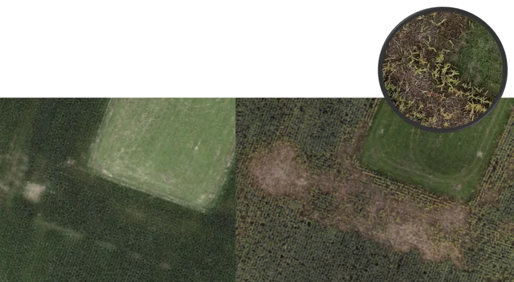 Monitoring stejného porostu kukuřice v září v těsné návaznosti na sklizeň půdního bloku.